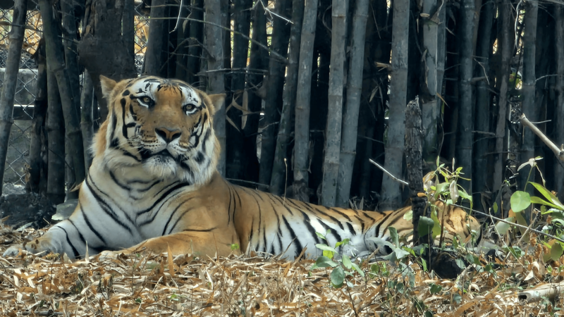 Bannerghatta National Park Safari Experience